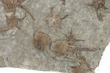 Plate Of Brittle Star & Carpoid Fossils - El Kaid Rami #225766-3